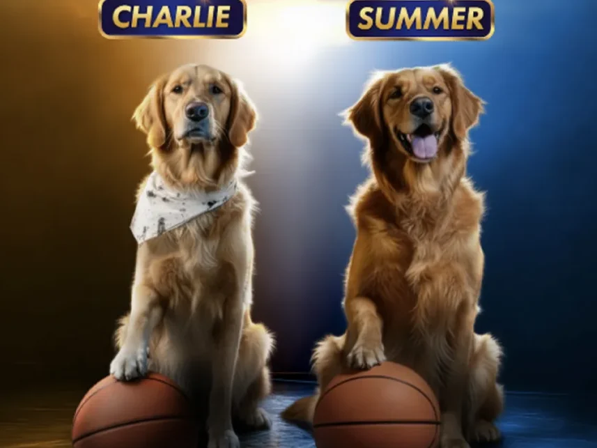 Δύο Golden Retrievers με μπάλες μπάσκετ