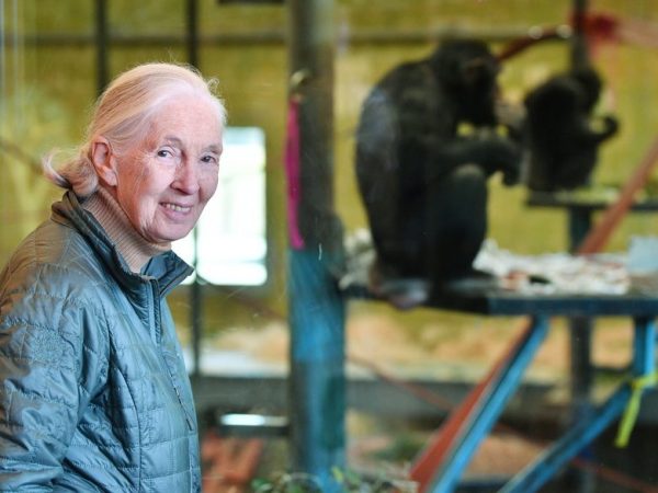 Dr. Jane Goodall: Η θρυλική πρωτοζωολόγος έφυγε σε ηλικία 91 ετών