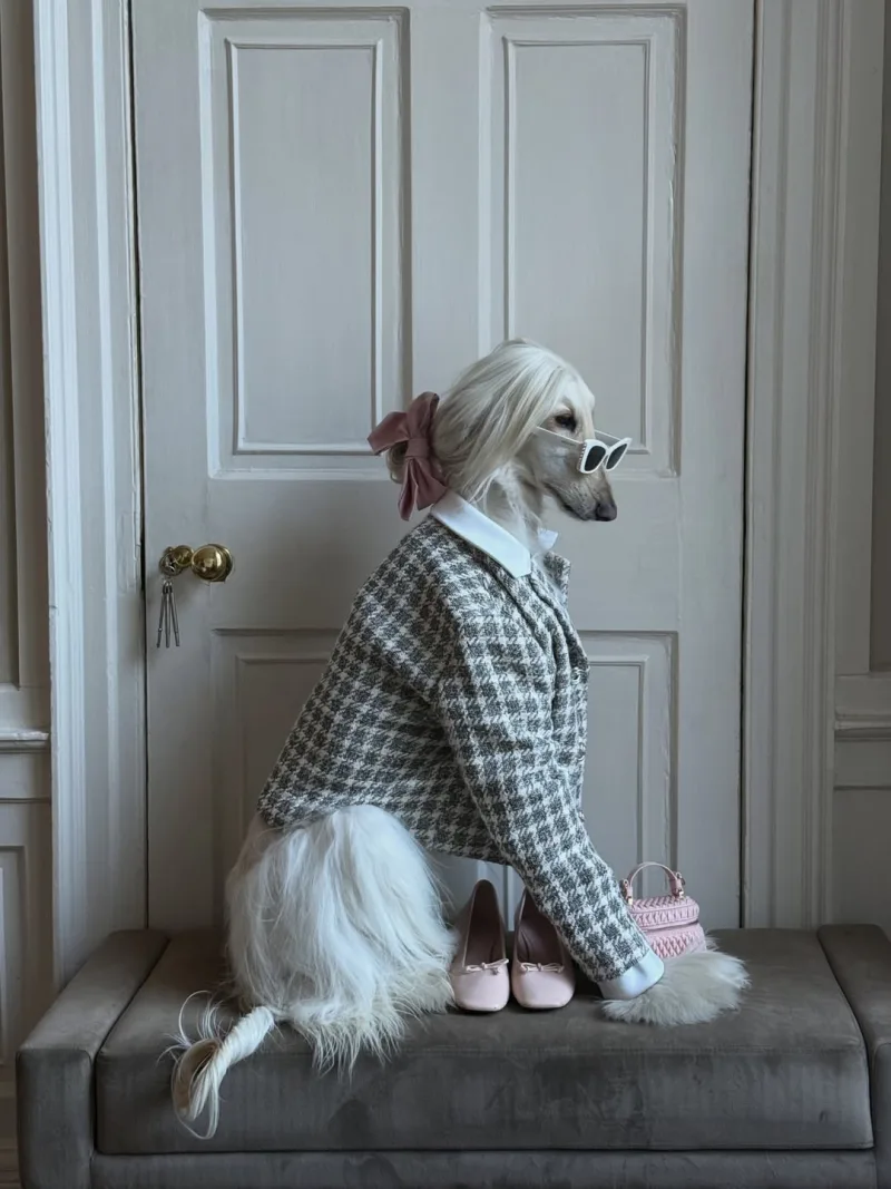 fashion_dog