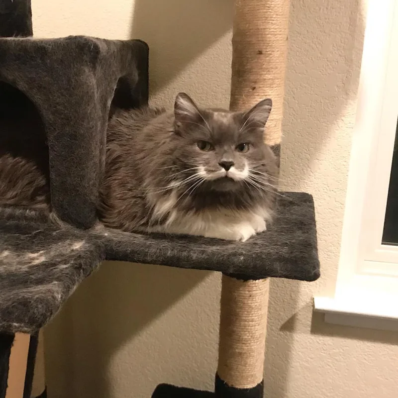 hamliton_the_cat