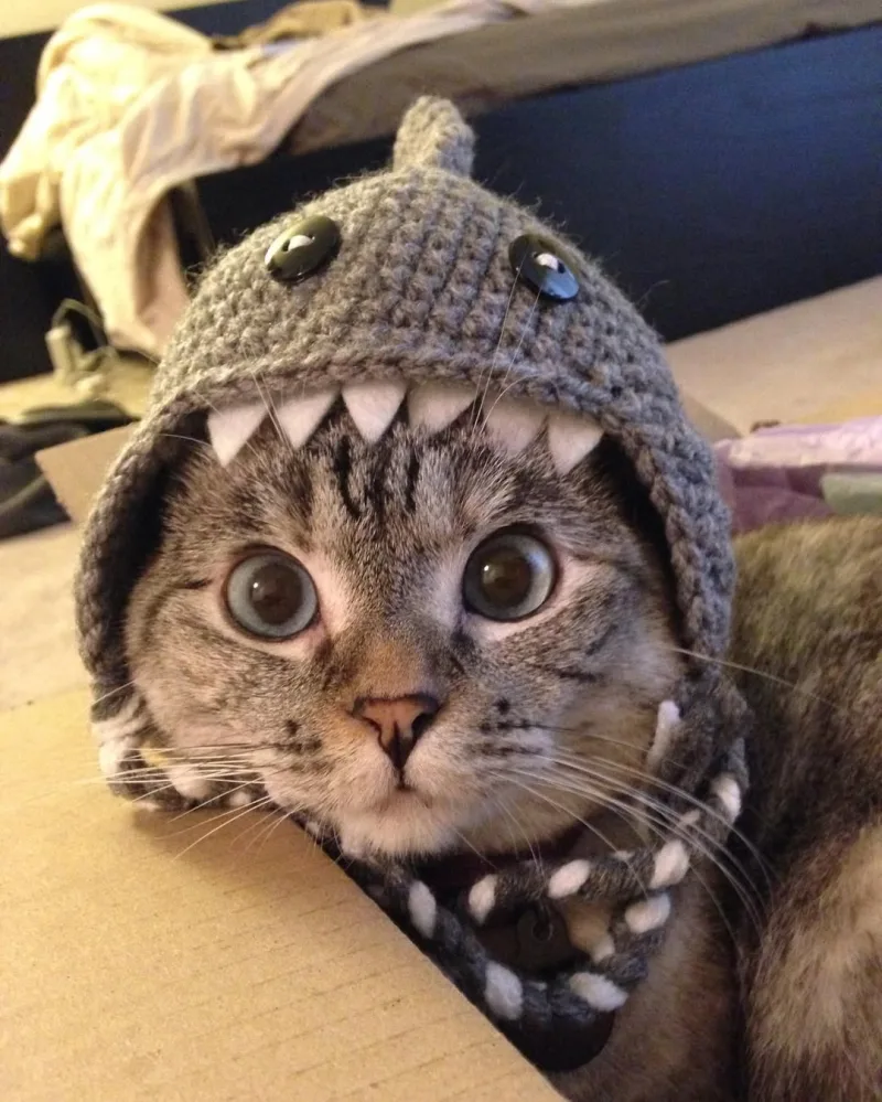 nala_the_cat