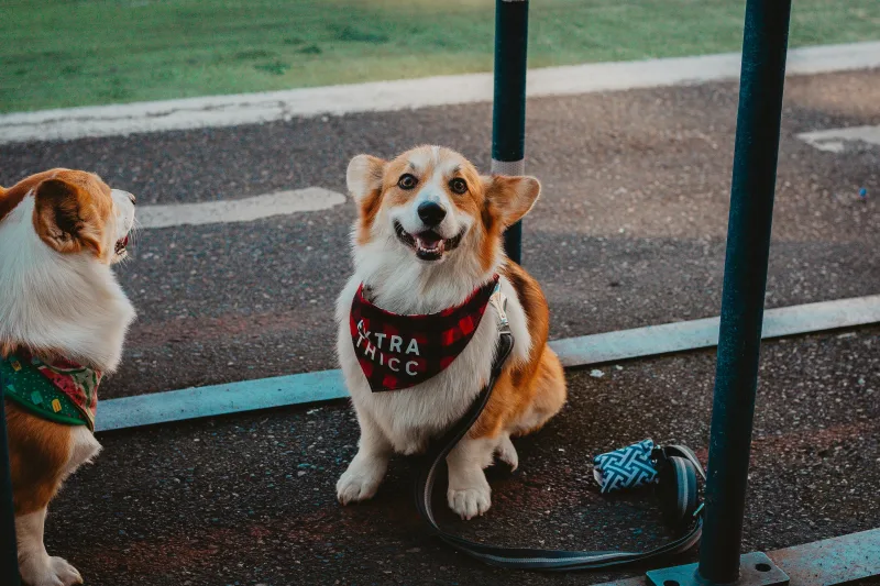pet_influencers