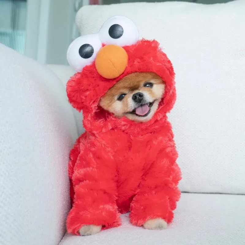 pom_pom_dog