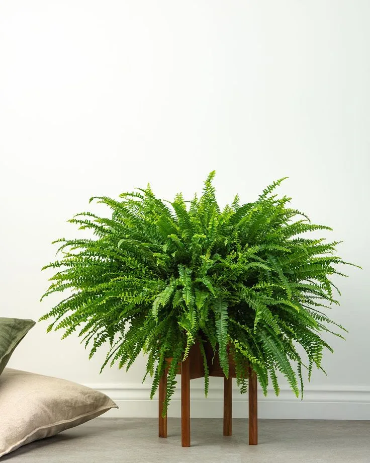boston_fern