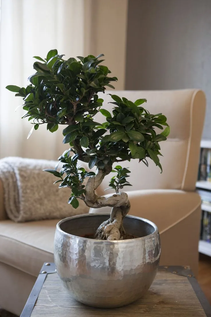 Ficus Ginseng