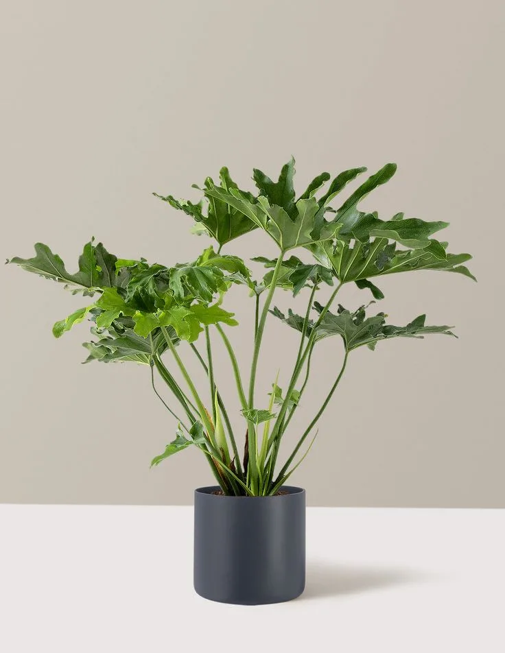 sellum_plant