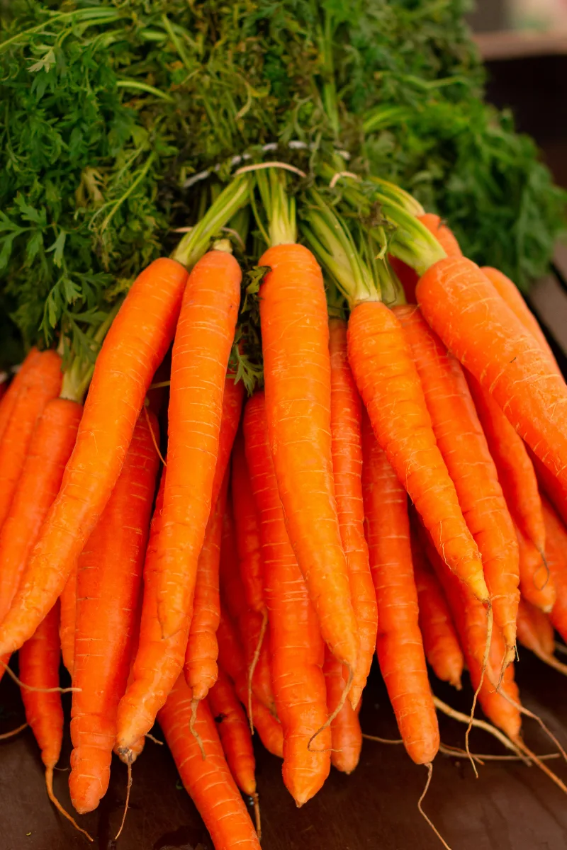 carota