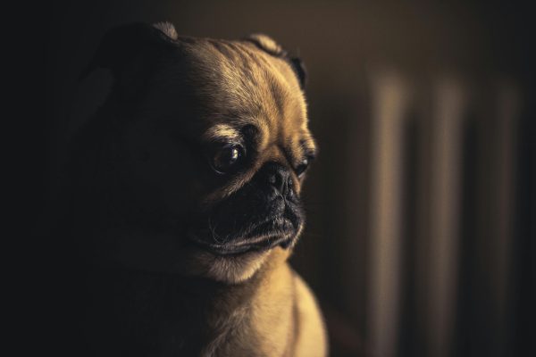 Το λάθος που κάνουν οι περισσότεροι ιδιοκτήτες όταν αφήνουν το κατοικίδιο μόνο στο σπίτι