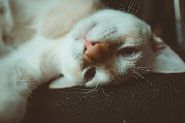 Πηγή: pexels.com