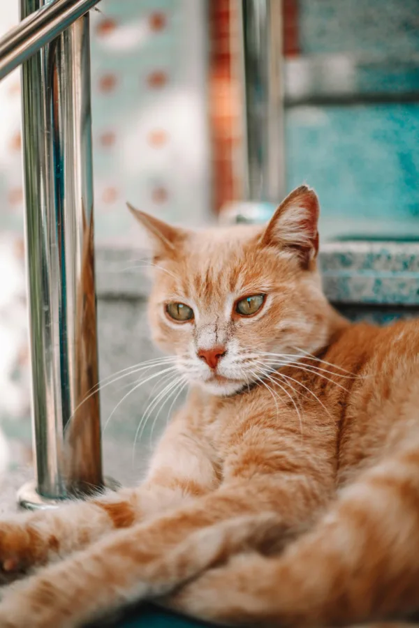 Πηγή: pexels.com