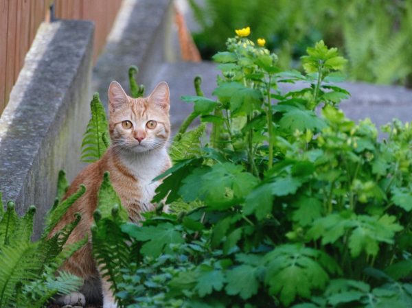 3 tips για να κάνεις τον κήπο σου pet-friendly εύκολα και οικονομικά
