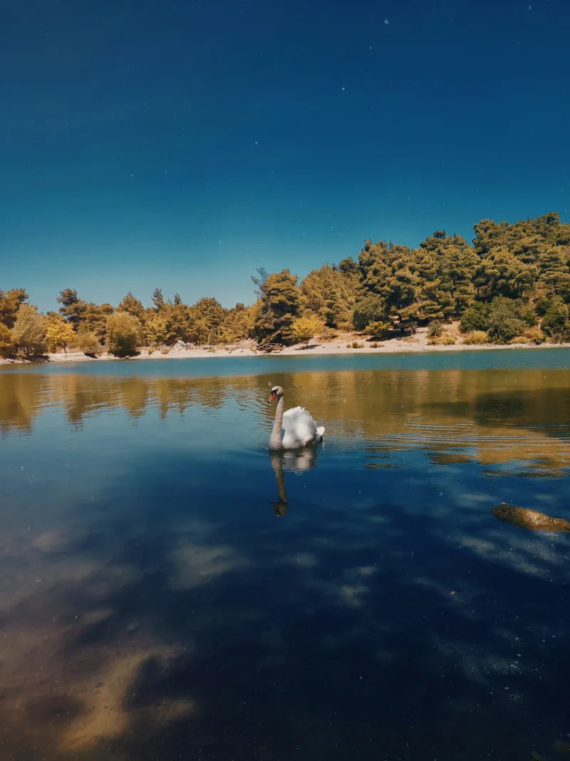 Ένας κύκνος κολυμπάει σε μια ήρεμη λίμνη με πυκνή βλάστηση κοντά στην Αθήνα, ιδανικός προορισμός για φυσιολάτρες.