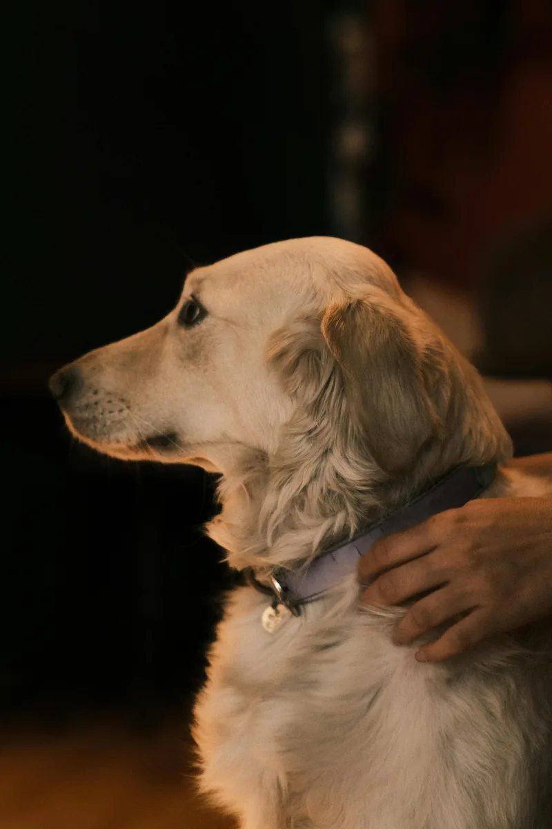 Προφίλ ενός σκύλου Golden Retriever με ένα ασημί κολάρο, ενώ ένα χέρι τον χαϊδεύει, σχετικό με τεχνολογία για κατοικίδια.