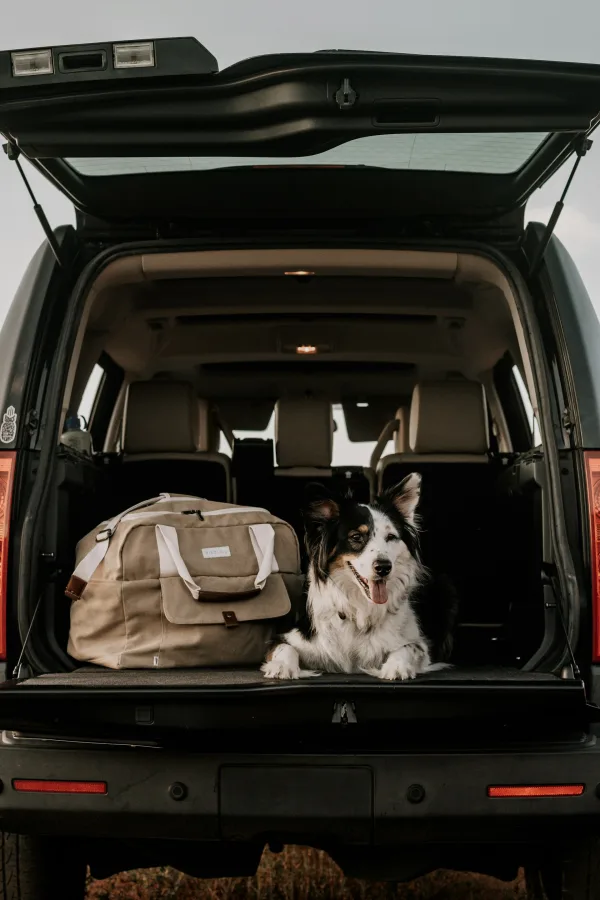 Ένα σκυλί Border Collie κάθεται δίπλα σε μια τσάντα ταξιδιού στο πορτμπαγκάζ ενός αυτοκινήτου, έτοιμο για ταξίδι με τον σκύλο.