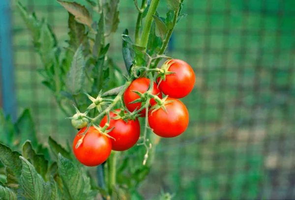 tomates