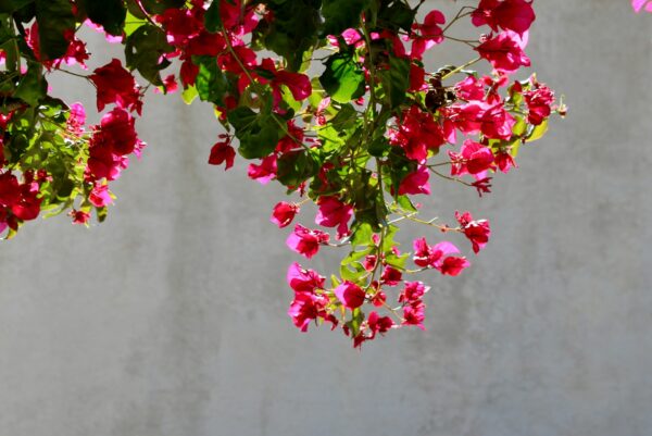 Η βουκαμβίλια σου δεν ανθίζει; Τα 3 μυστικά που κάνουν το φυτό να γεμίζει χρώμα όλο το καλοκαίρι
