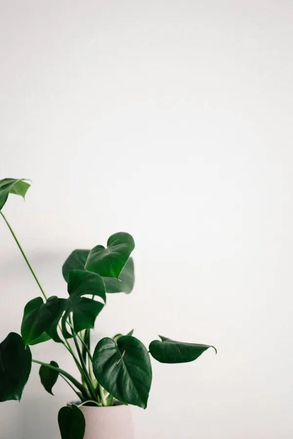 Πηγή: Unsplash