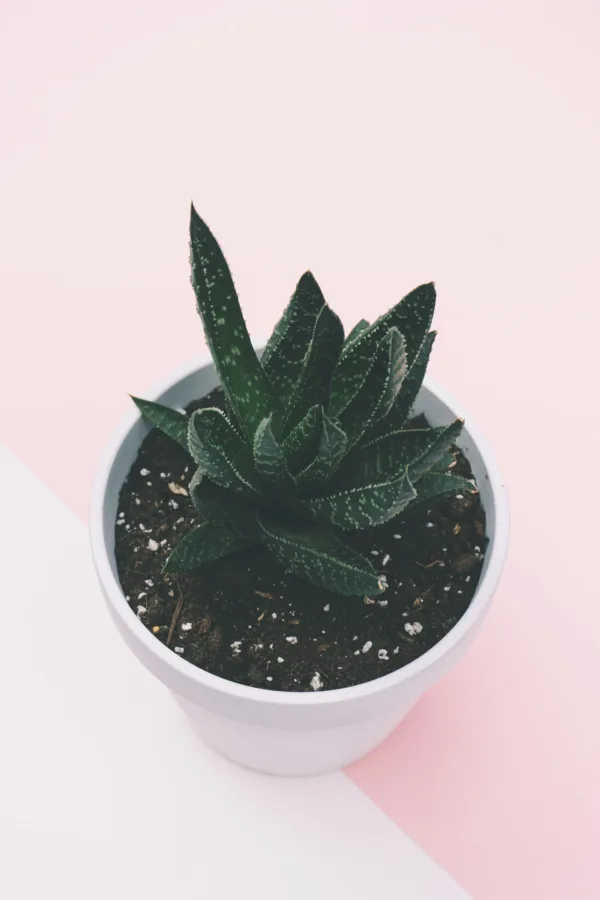 Πηγή: Unsplash