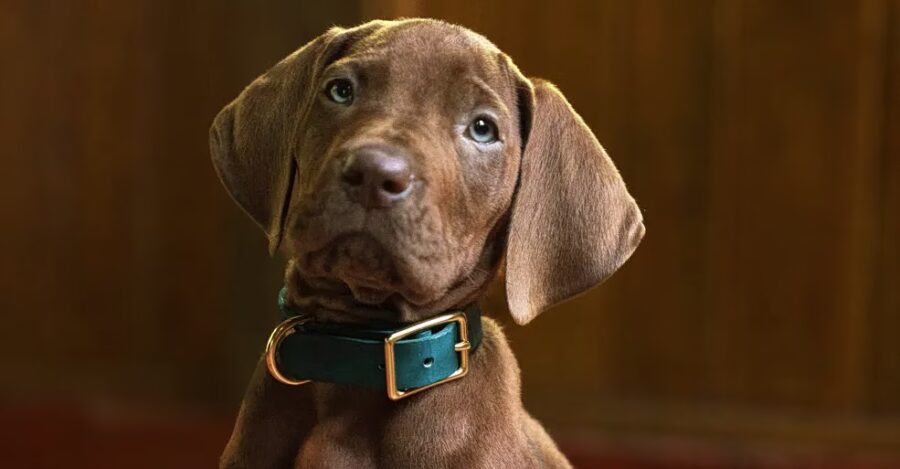 Scooby Doo: Το αληθινό κουτάβι της νέας σειράς του Netflix