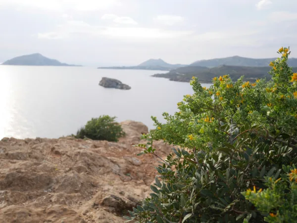 Τοπίο με βλάστηση και θάλασσα, ιδανικό για road trip κοντά στην Αθήνα για να υποδεχτείς το καλοκαίρι.