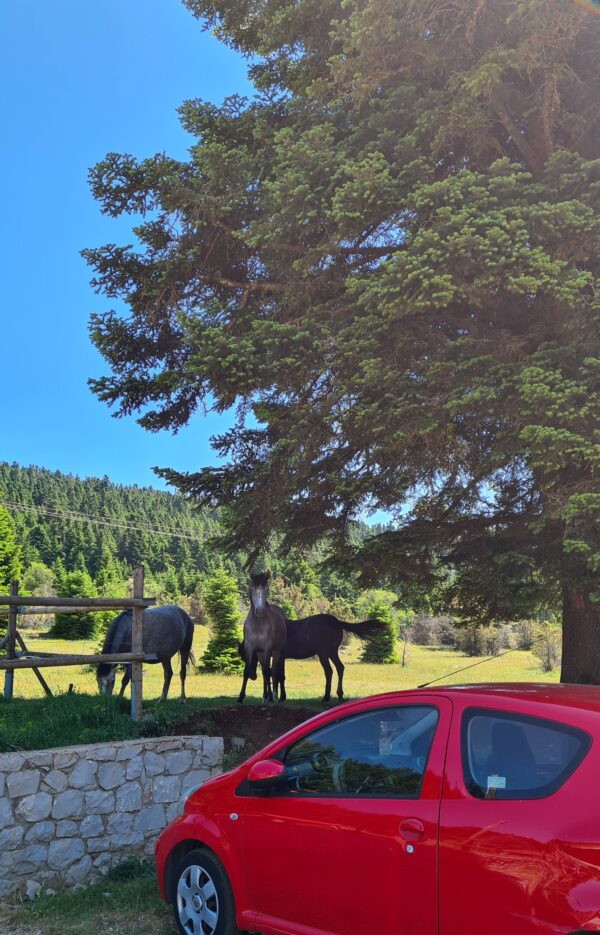 8lathiroadtrip (5)
