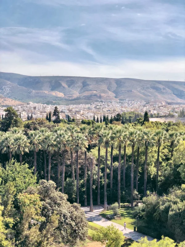 Μια σειρά από ψηφές φοίνικες δημιουργούν μια δροσερή όαση στην Αττική, προσφέροντας θέα στην πόλη.