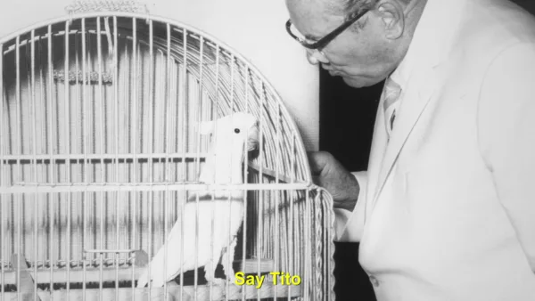 Koki, Ciao