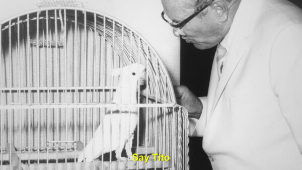 Koki, Ciao