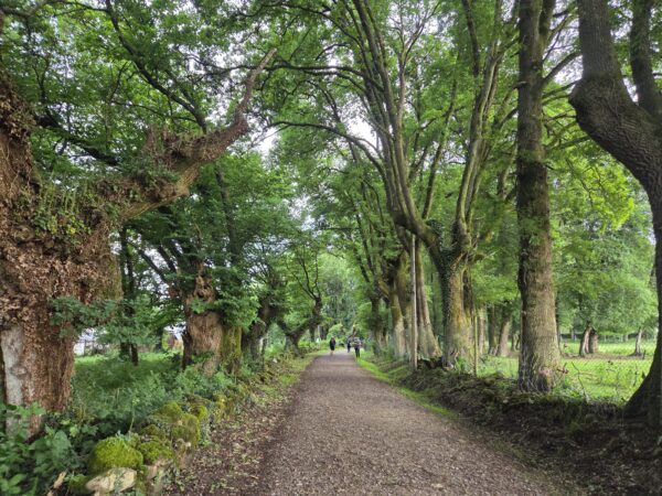 Μονοπάτι στο Camino de Santiago μέσα από ένα καταπράσινο δάσος με ψηλά δέντρα και ανθρώπους να περπατούν.