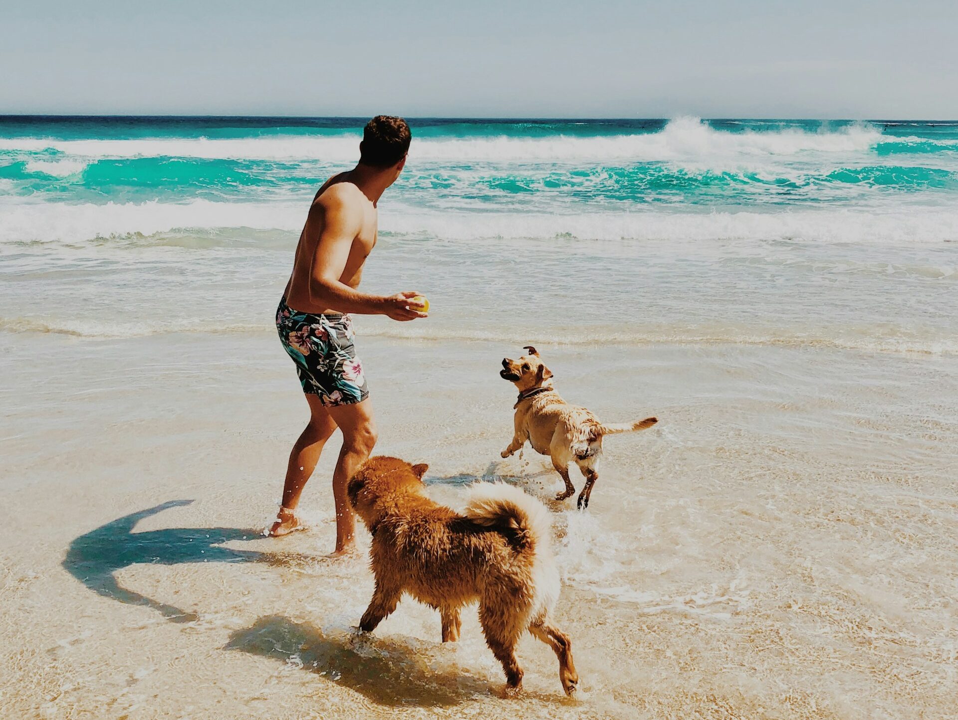 Ποιες είναι οι pet friendly παραλίες της Αττικής για ατελείωτες βουτιές με τον σκύλο σου