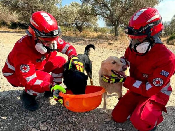 Ελληνικός Ερυθρός Σταυρός: Διάσωση ζώων στη Δυτική Αττική (ΦΩΤΟ – ΒΙΝΤΕΟ)