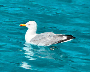Εξώφυλλο τραγουδιού BLUE CURACAO