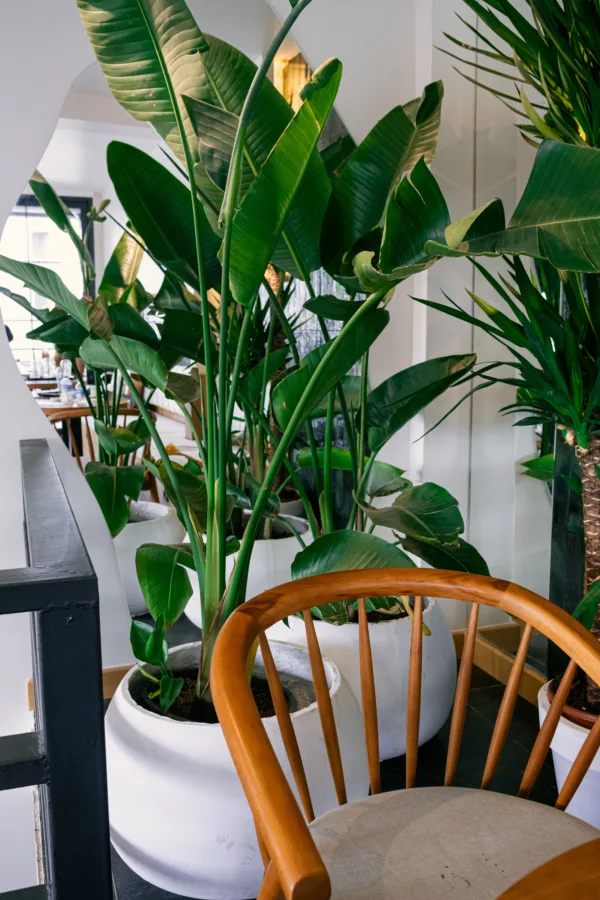Pexels