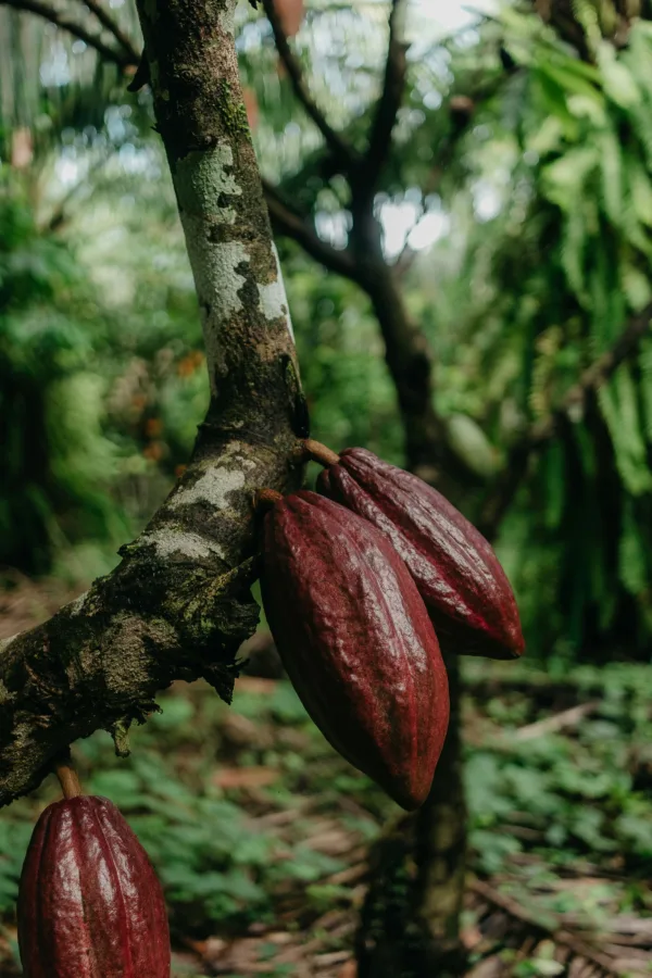 Unsplash