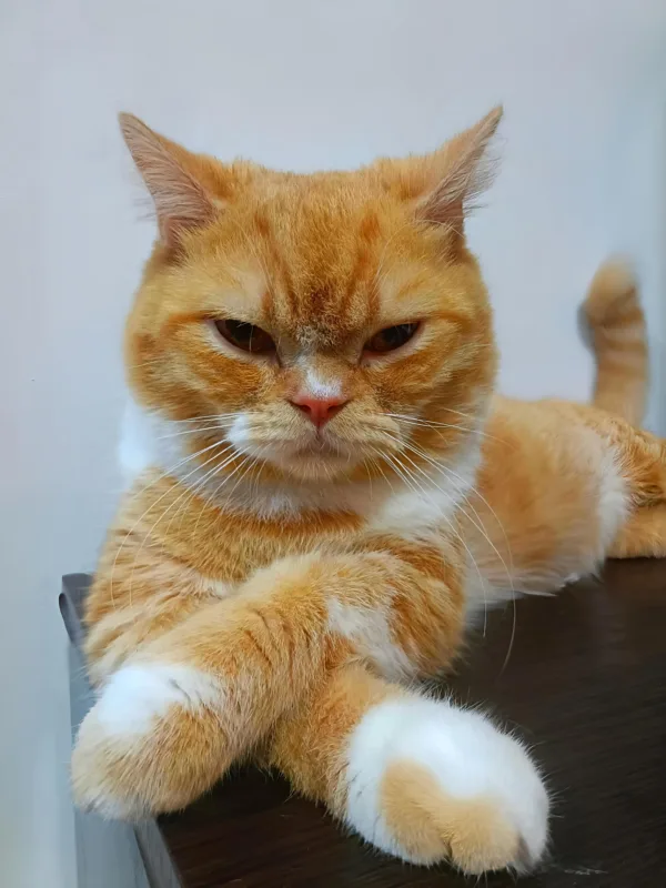 gatos_spirounatow
