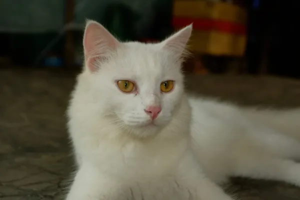 marie_gata