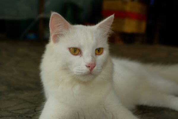 marie_gata