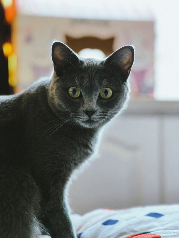 rusian_blue_cat