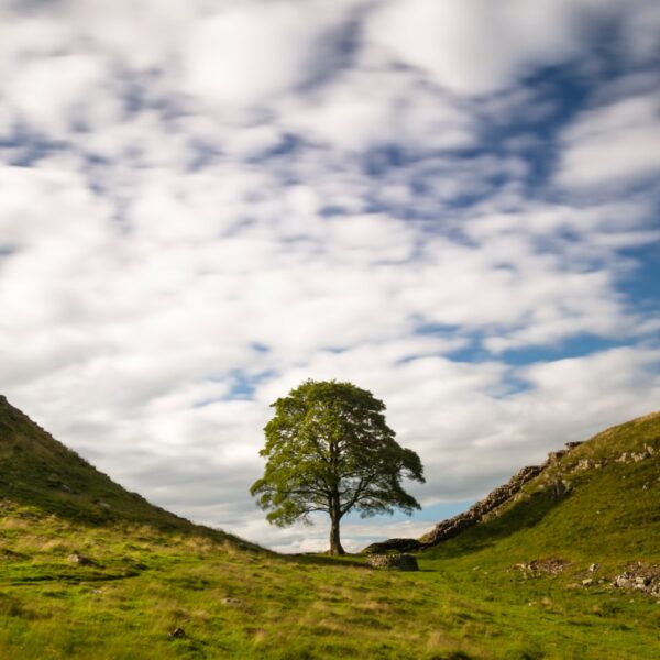 Το εμβληματικό δέντρο Sycamore Gap στη Βρετανία στέκεται περήφανο κάτω από έναν ουρανό με σύννεφα, αναγεννώμενο.