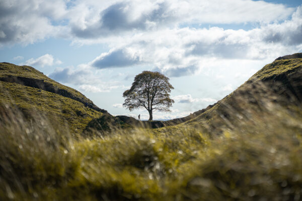 Το Sycamore Gap επιστρέφει: Νέα ζωή για το εμβληματικό δέντρο που έκοψαν στη Βρετανία