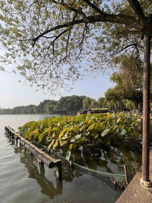 West Lake1